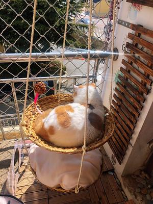 Rattan cat hammock litter cat coffee supplies cat furniture climbing frame jumping cat toy park